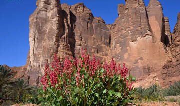How Saudi Arabia’s native wildflowers play a vital role in sustainability