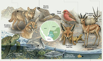 How Neom Nature Reserve is shaping the Kingdom’s biodiversity and ecological restoration strategy