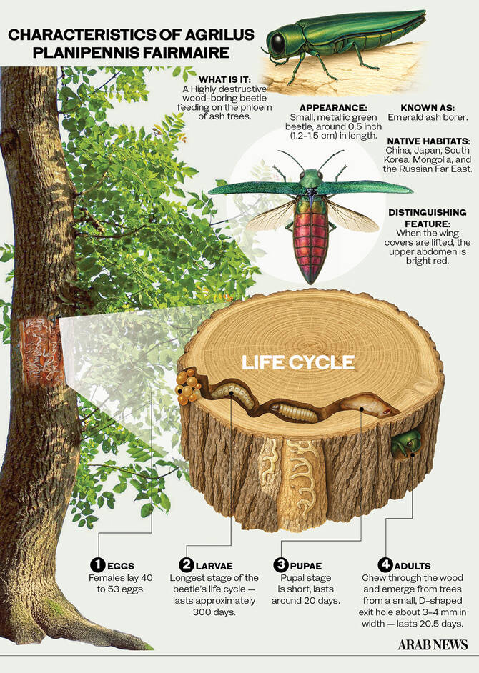 Why it is vital to protect acacia trees from invasive beetle