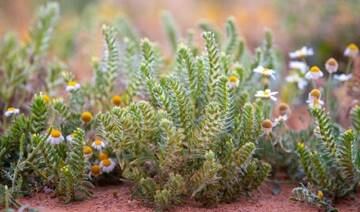 NCVC plants 100 million seedlings in Al-Jouf to increase vegetation cover