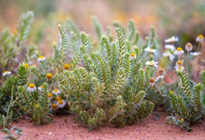 NCVC plants 100 million seedlings in Al-Jouf to increase vegetation cover