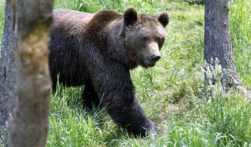 Greenpeace files complaint with EU against Slovak bear culls