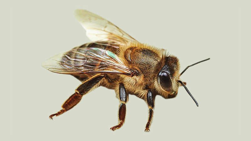 Cape honeybee (Apis mellifera capensis)