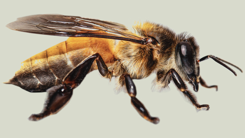 Giant honeybee (Apis dorsata)