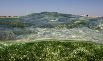 The invisible hands powering Red Sea Global’s regenerative promise